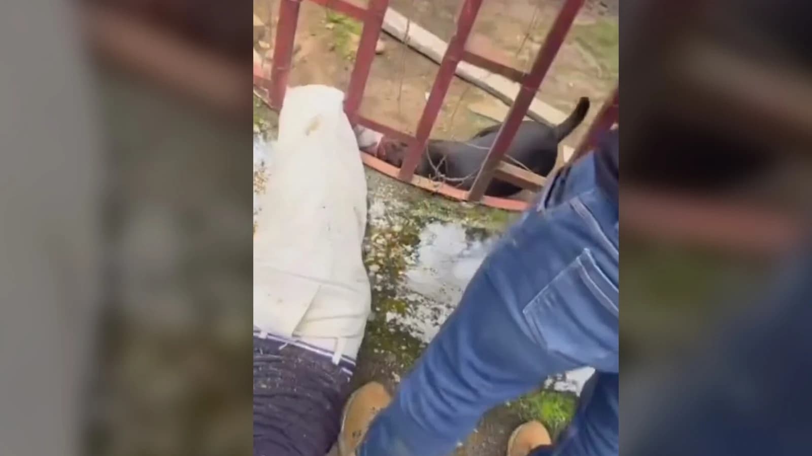 Vídeo viral: ladrón termina con la pierna destrozada por perros que defendían la casa