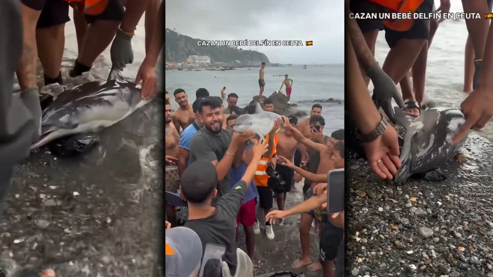 Vídeo de la impunidad de los ilegales en el Trampolín: mataron a una cría de delfín
