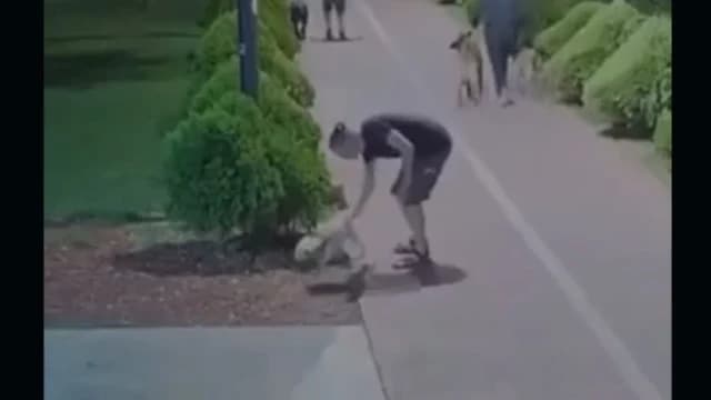 Vídeo: dos hombres a golpes con otro tras un incidente con varios perros