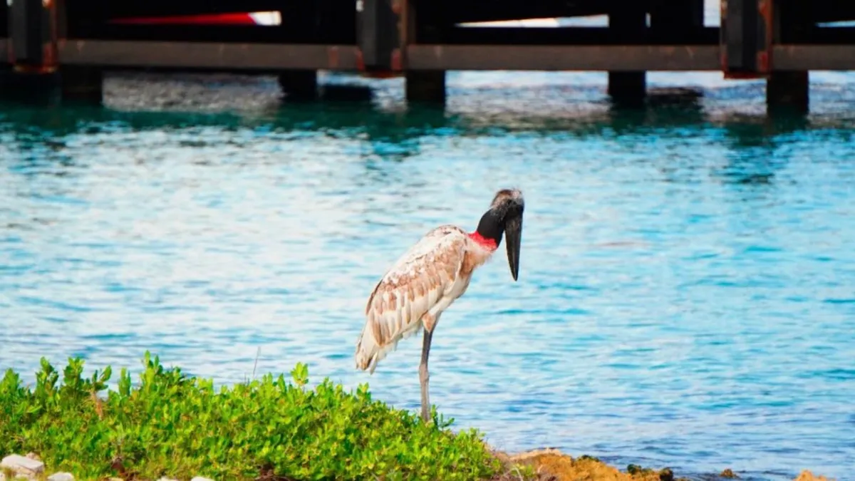 Histórico Avistamiento en Cozumel: La Cigüeña Jabirú, la más Grande de América, Vista por Primera Vez en la Isla